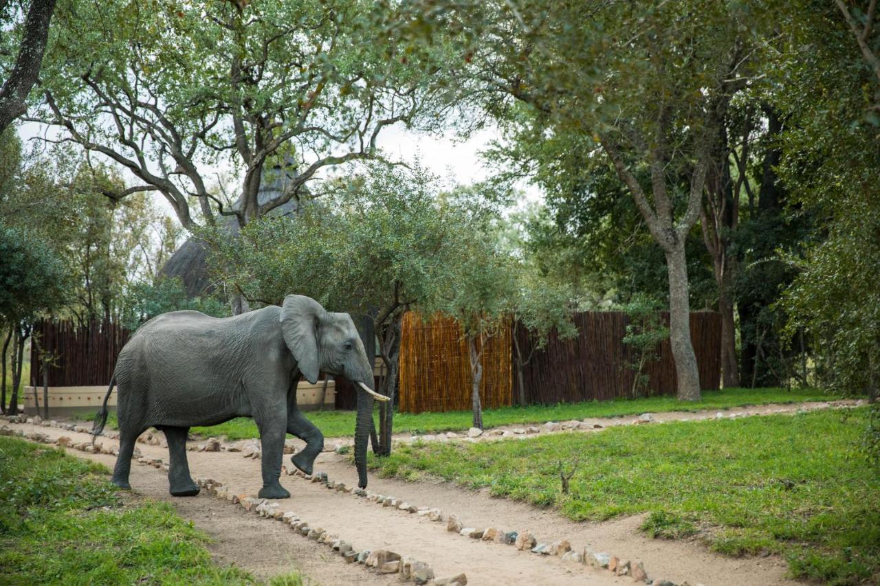 Hoyo Hoyo Safari Hospedaje Mluwati Concession Exterior foto