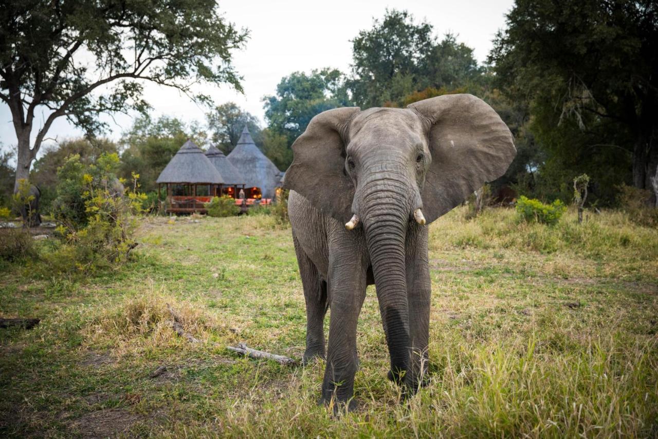 Hoyo Hoyo Safari Hospedaje Mluwati Concession Exterior foto